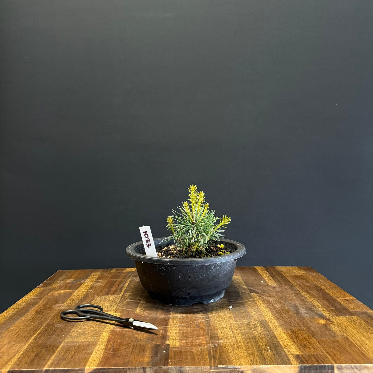 Japanese White Pine Bonsai
