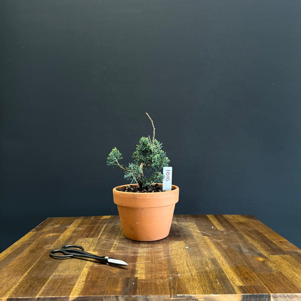Juniper media blaauw Bonsai