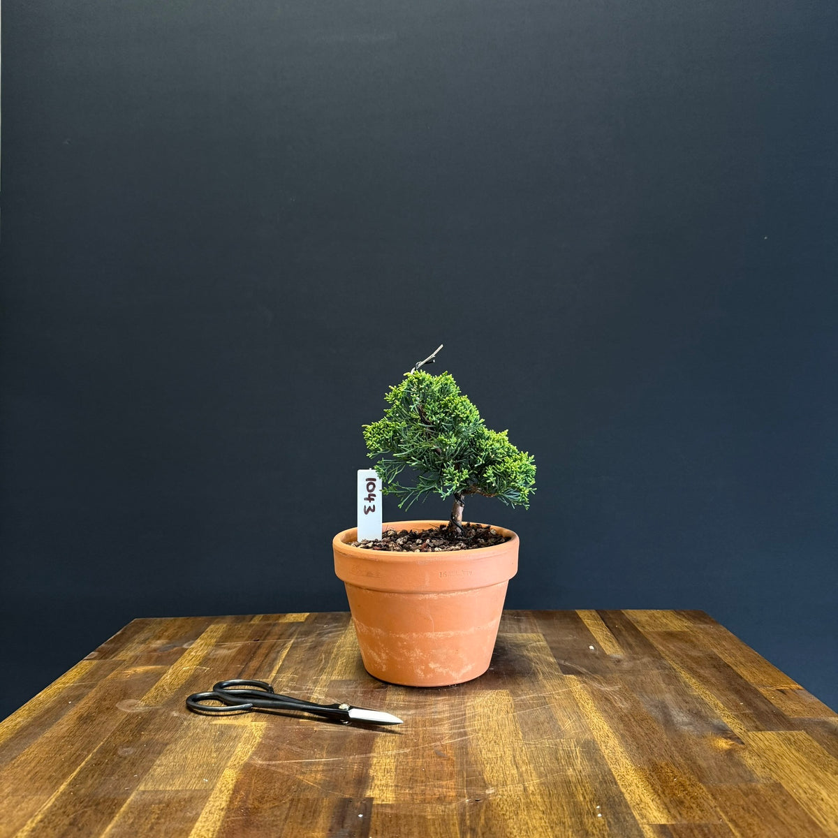 Juniper Shimpaku