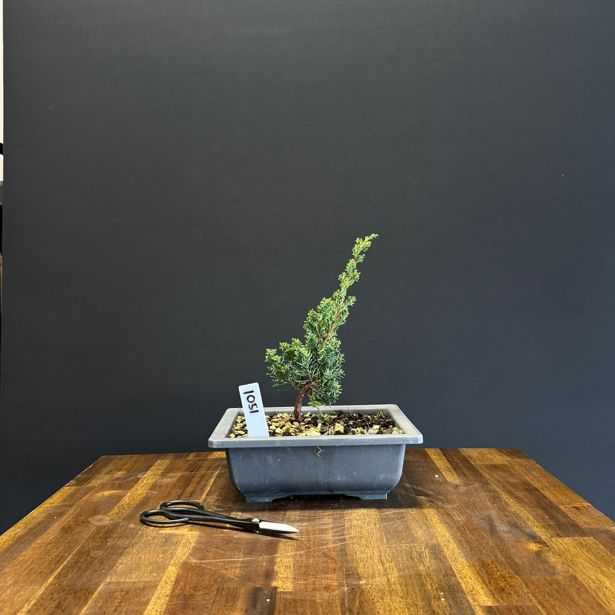 Juniper media blaauw Bonsai