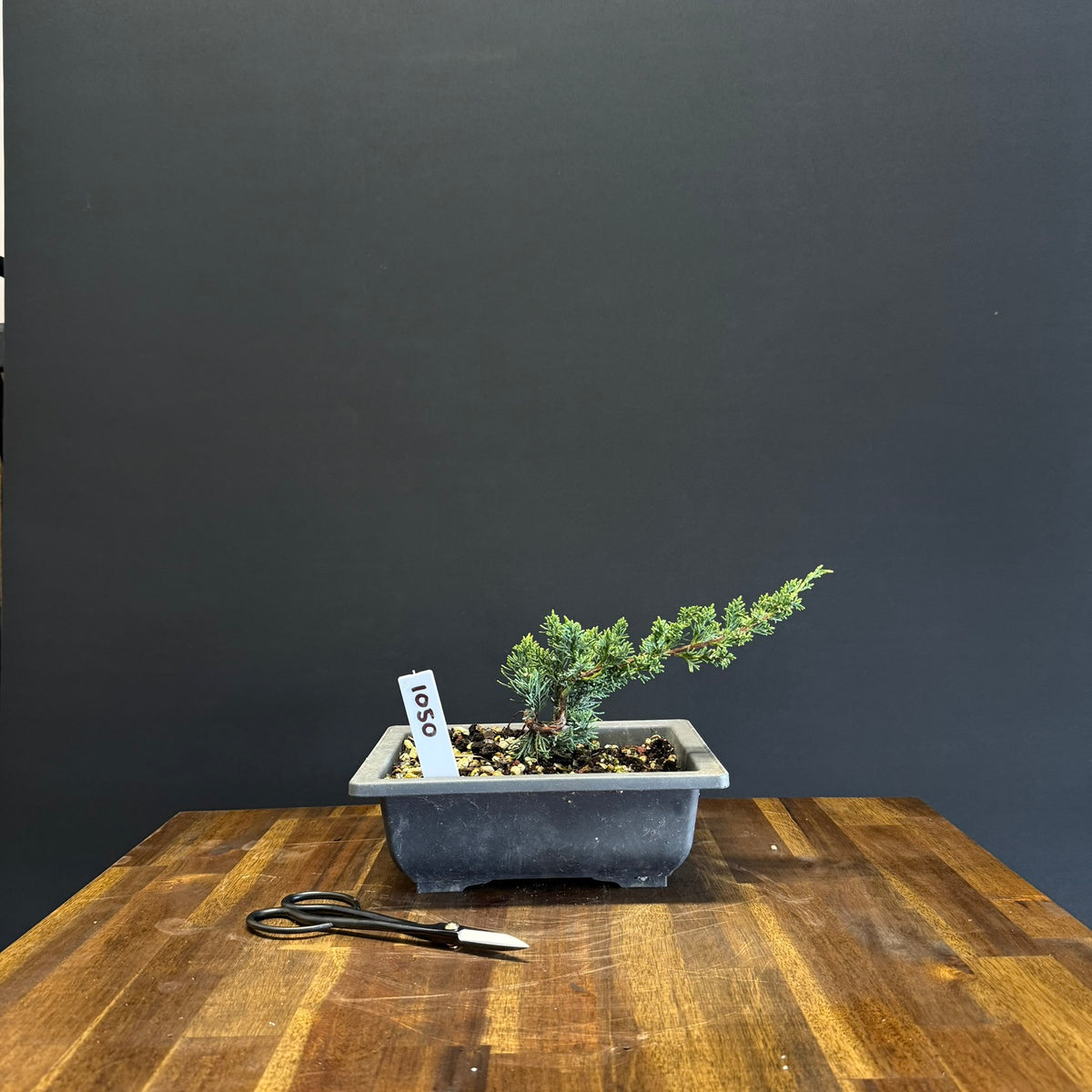 Juniper media blaauw Bonsai