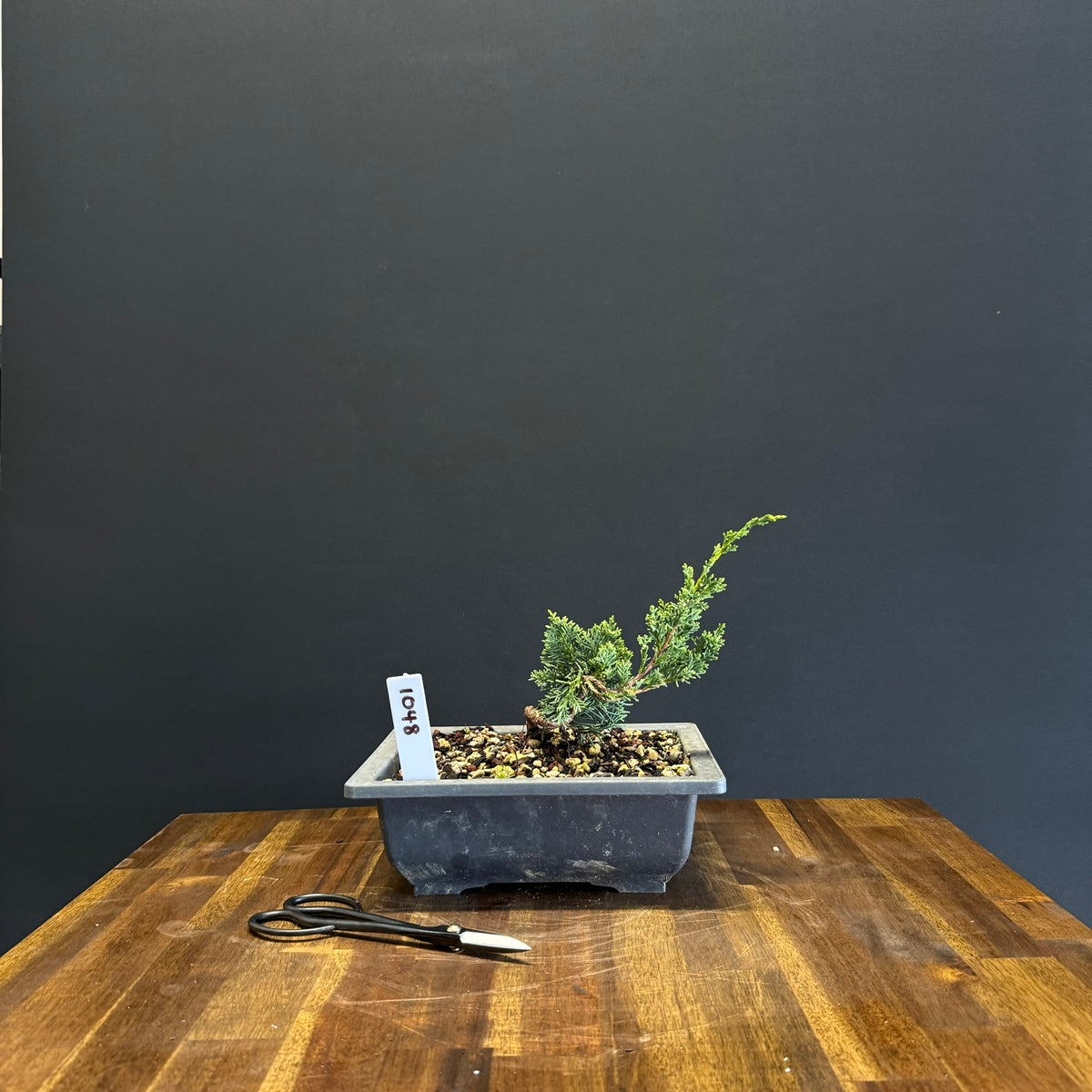 Juniper media blaauw Bonsai