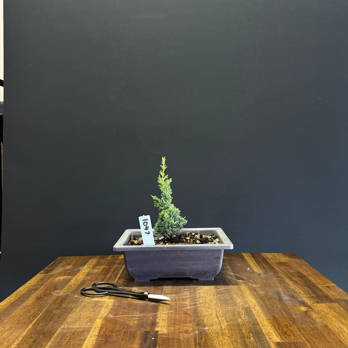 Juniper media blaauw Bonsai