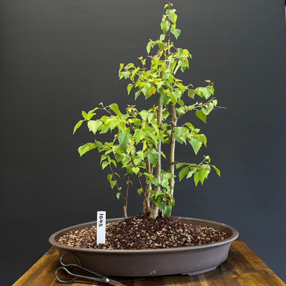Japanese Birch Forest Bonsai
