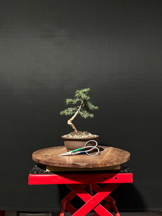 Atlas Cedar Bonsai