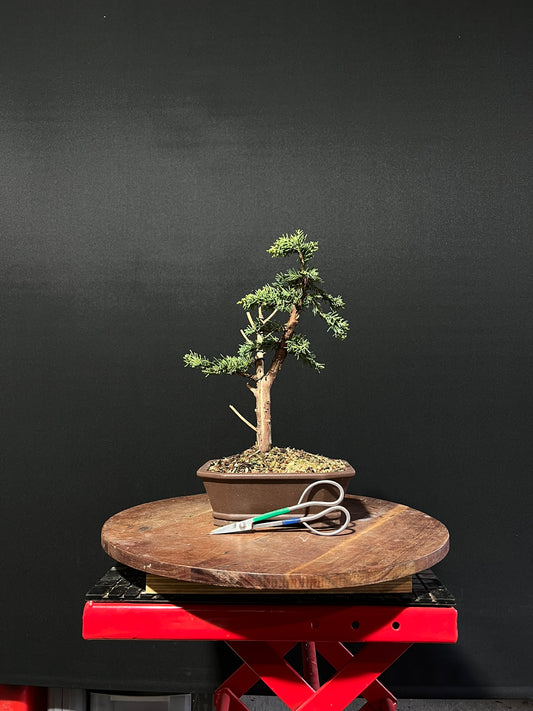 Juniper media blaauw Bonsai