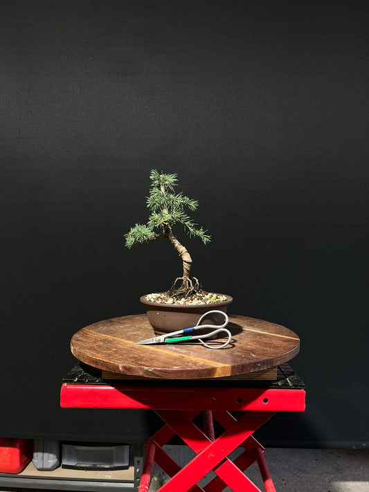 Atlas Cedar Bonsai