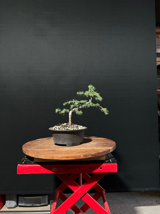 Atlas Cedar Bonsai