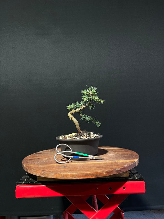 Atlas Cedar Bonsai