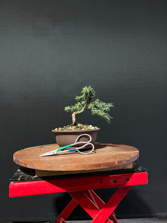 Atlas Cedar Bonsai