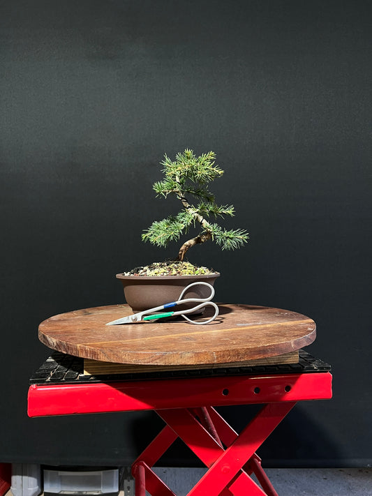 Atlas Cedar Bonsai