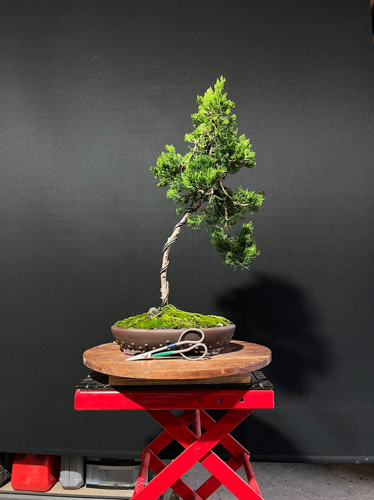 Juniper Kaizuka Bonsai