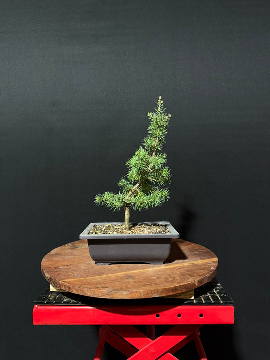 Atlas Cedar Bonsai