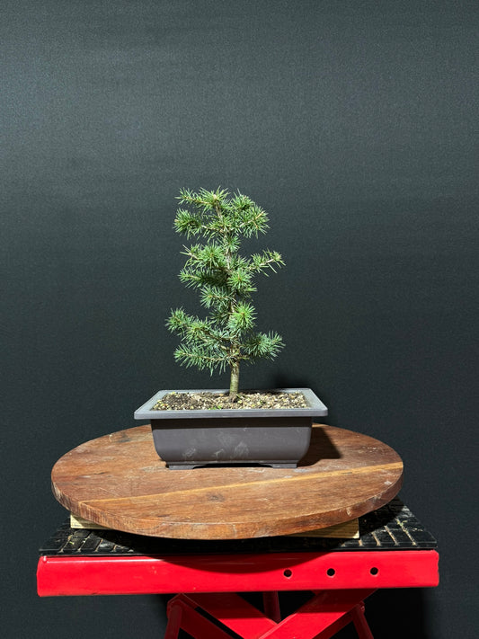 Atlas Cedar Bonsai