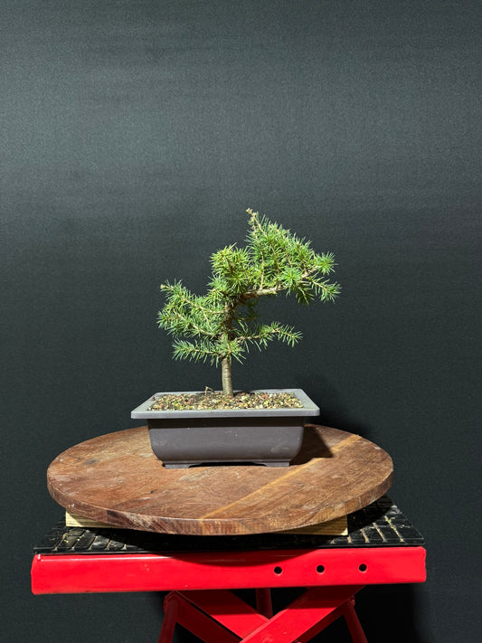 Atlas Cedar Bonsai