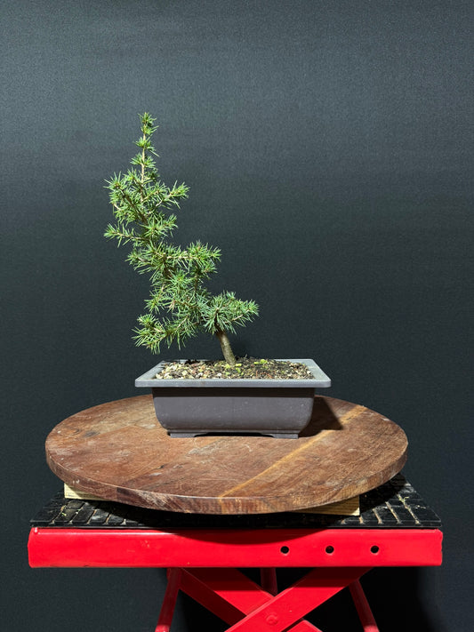 Atlas Cedar Bonsai