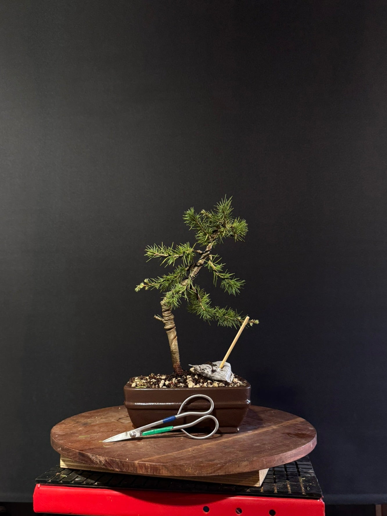 Atlas Cedar Bonsai