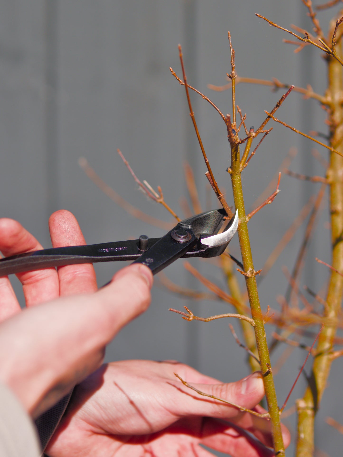 WAZAKURA Concave Branch Cutter -Made in Japan