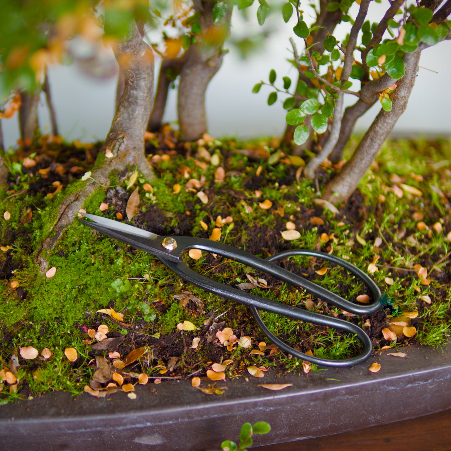 WAZAKURA Ashinaga Scissors -Made in Japan