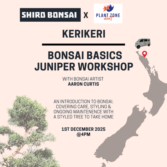 Bonsai Basics Juniper Workshop- 1st December @4pm