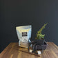 DIY Juniper Bonsai Kit